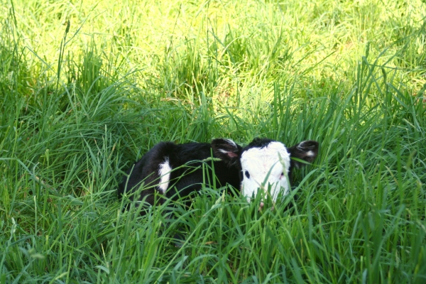 Hours Old Calf