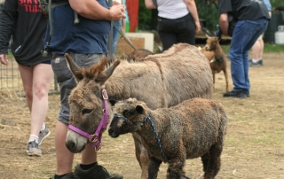 Donkey and Lamb