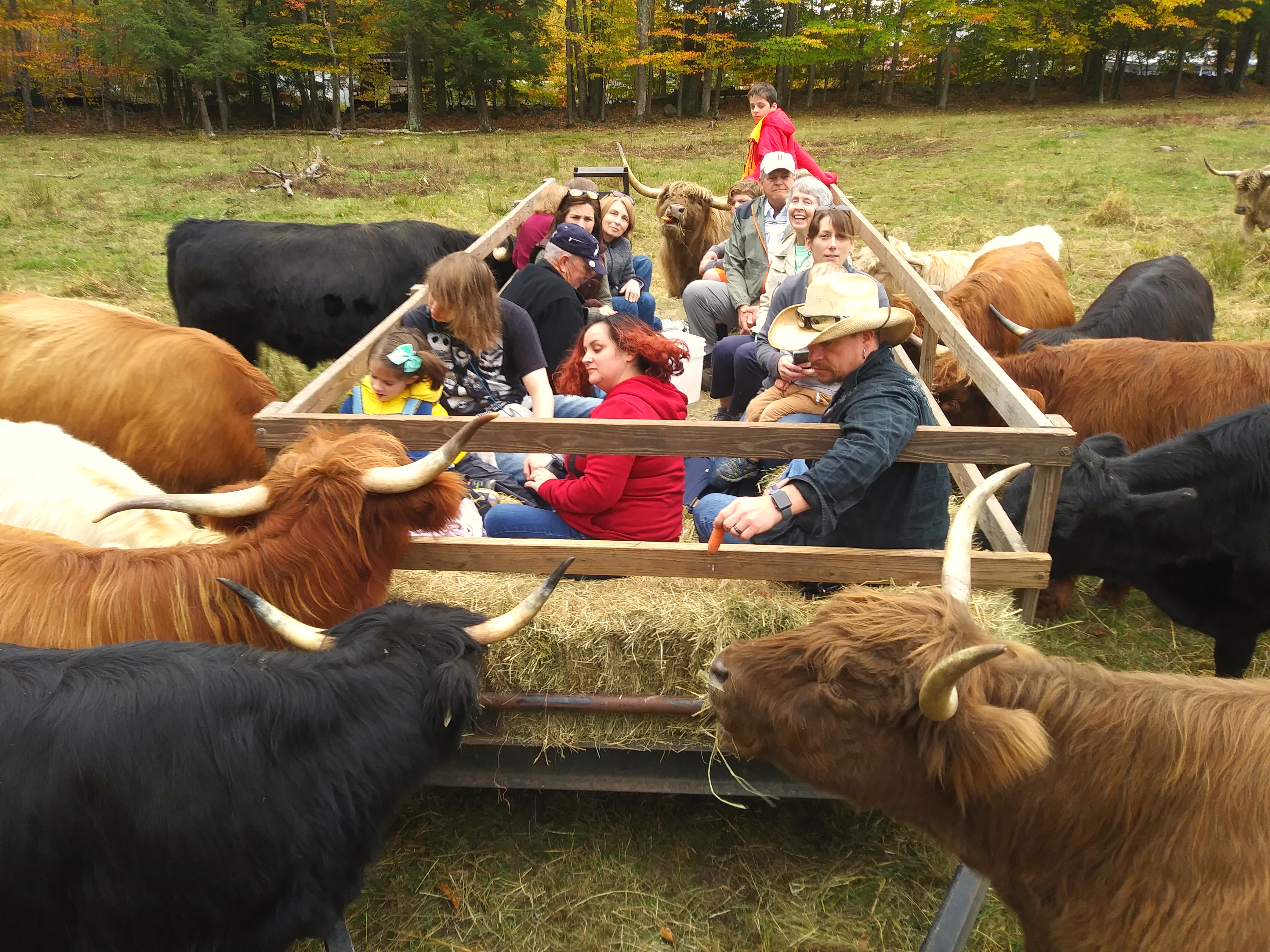 Hayride with the cows