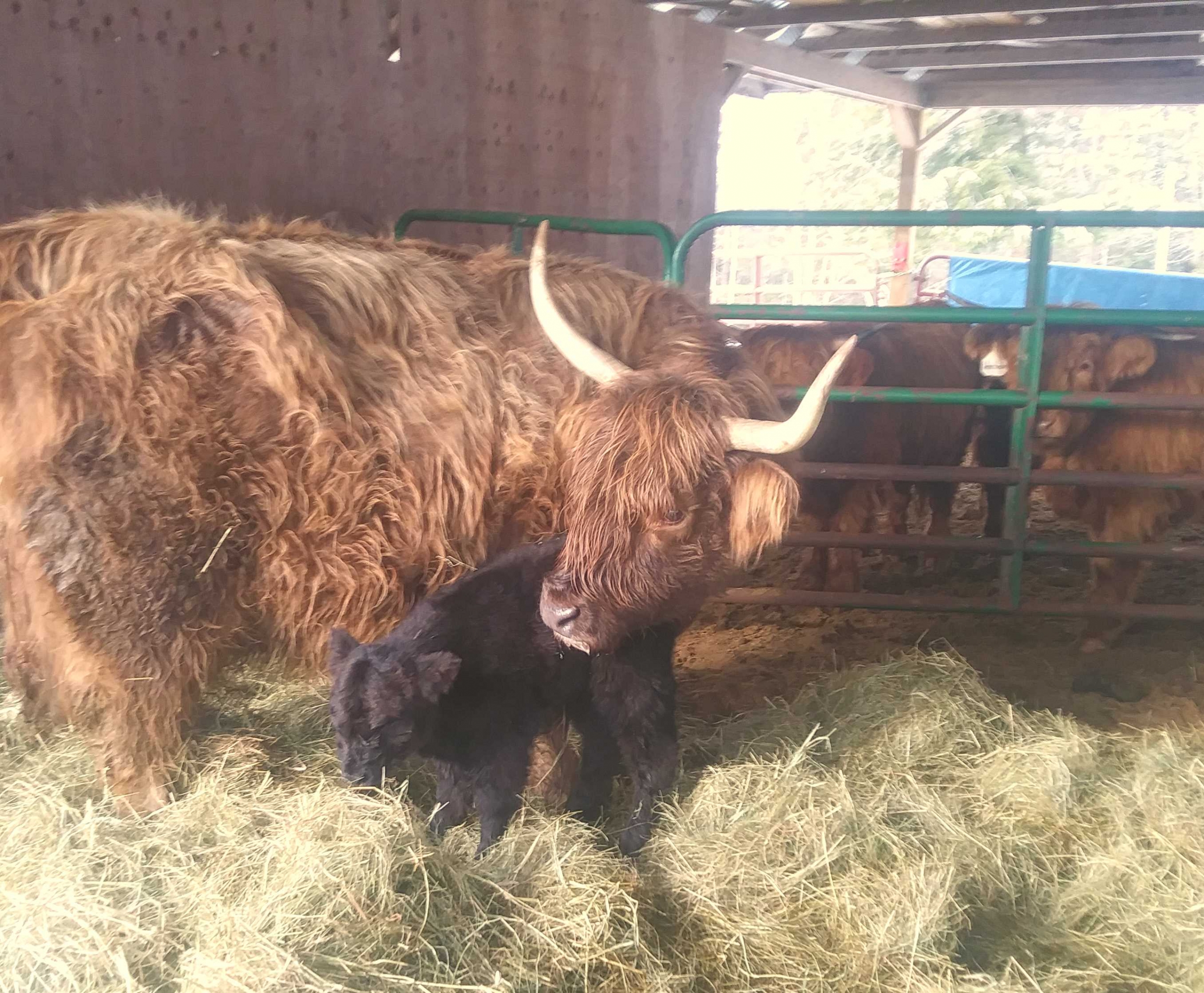 Puff and her calf, Lucy, in Miles Smith Farm’s holding pen. They were reunited after new-born Lucy warmed up and dried off in the farmhouse kitchen where she also took her first steps