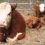 Keeper with two calves