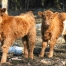 Two Calves