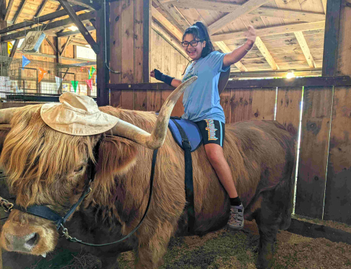 What’s a Fair Without Oxen?