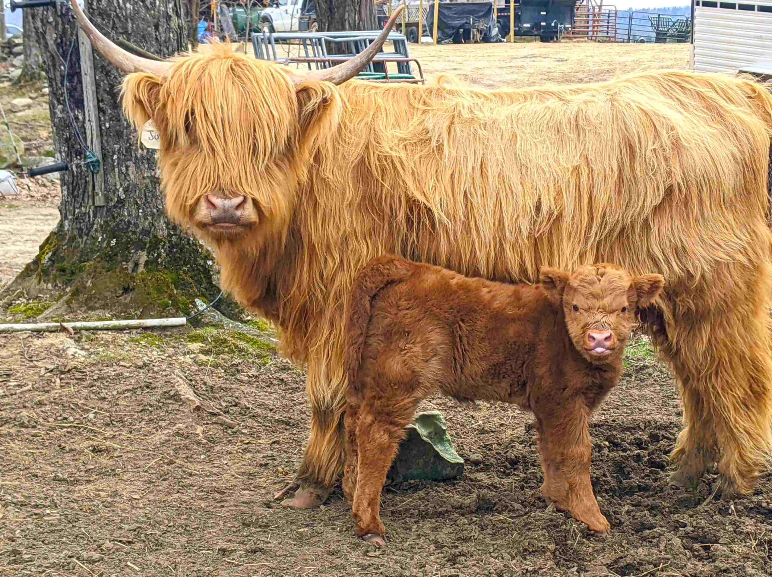 June and her calf, Dolly