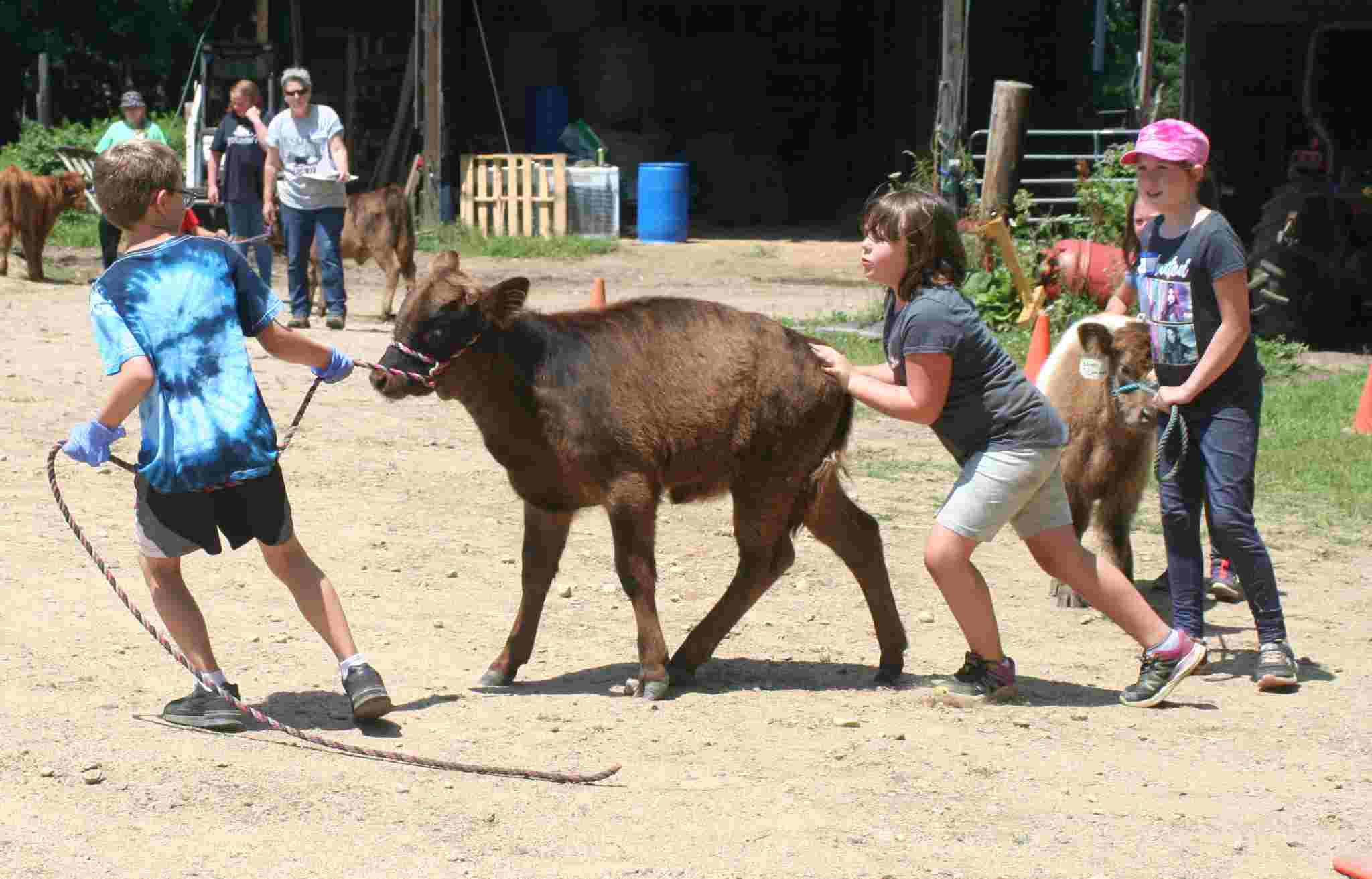 Day campers at the 2022 Farm Camp at Miles Smith Farm pushed and pulled their calves in the calf show at the end of camp.