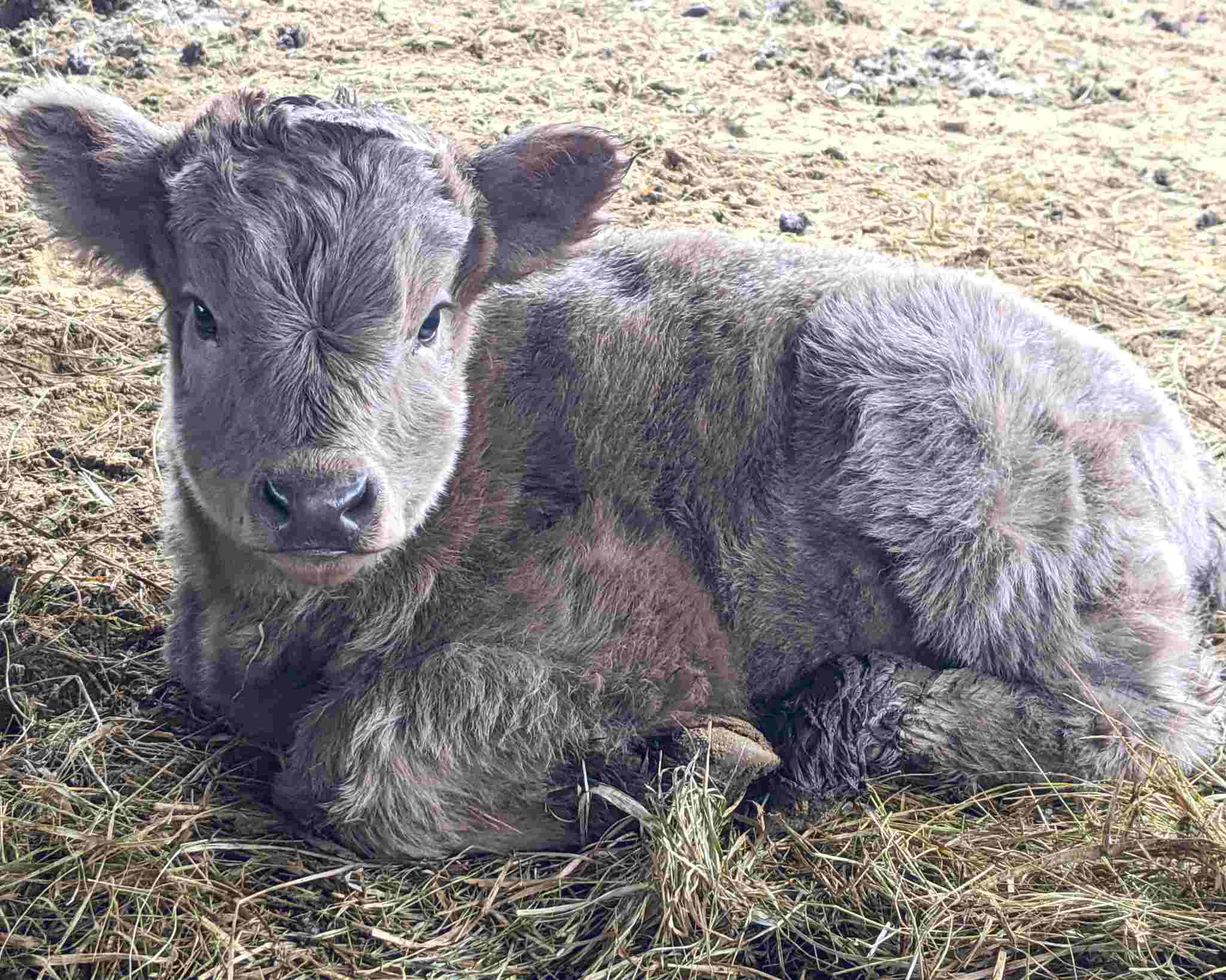 Stormy, a Scottish Highland calf, was born during the April 4th, 2024 nor'easter.